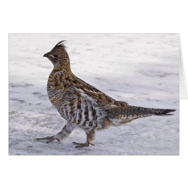 Partridge Strut (Vorderseite (Horizontal))