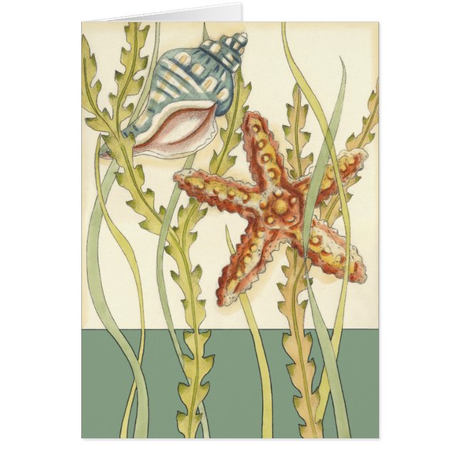 Party für mehrfarbige Muschel (Vorne)