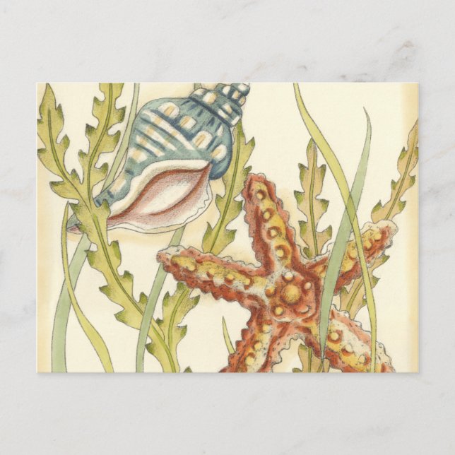 Party für mehrfarbige Muschel Einladungspostkarte (Vorderseite)