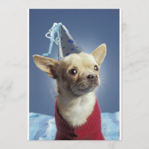 Party Hund Einladung