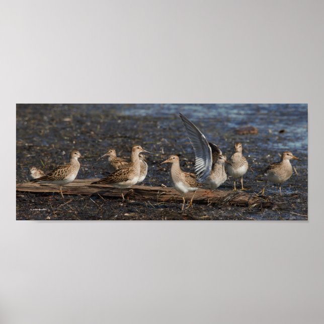 Party von Baird & Pectoral Sandpipers am Strand Poster (Vorne)