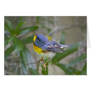 Parula americana (Nord)