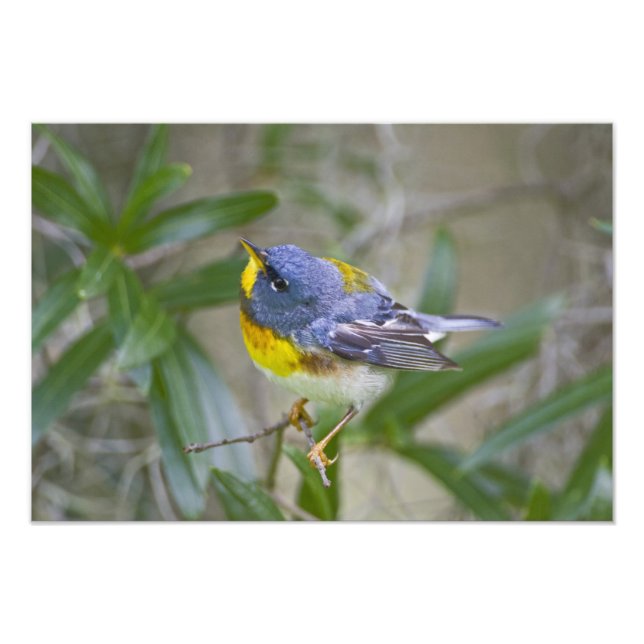 Parula americana (Nord) Fotodruck
