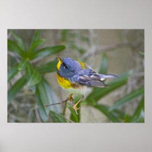 Parula americana (Nord) Poster