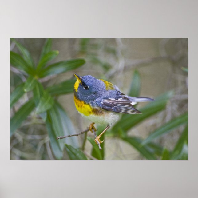 Parula americana (Nord) Poster (Vorne)