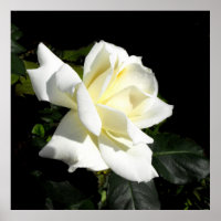 Pascali-Rose