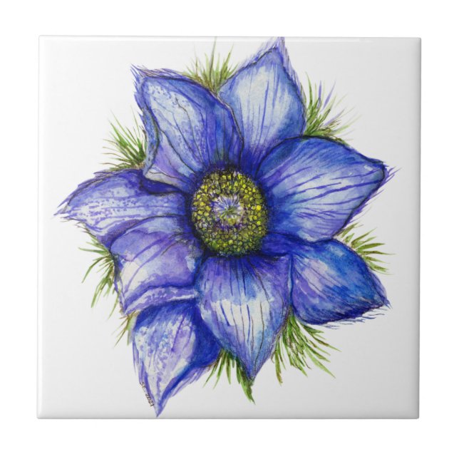 Pasque Blume in Blue Fliese (Vorderseite)