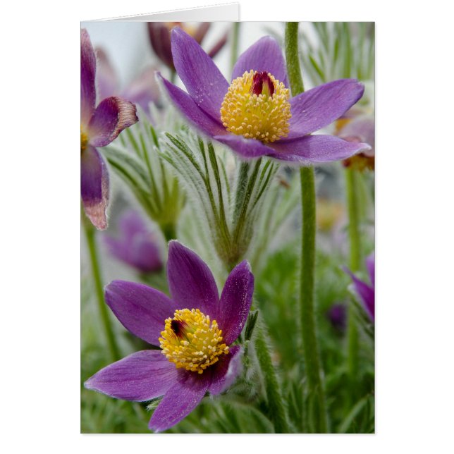 Pasque Blume oder Pulsatilla (Vorne)
