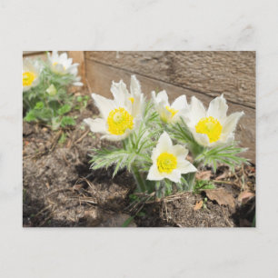 Pasque-Blume Postkarte