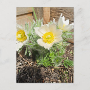Pasque-Blume Postkarte