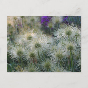 Pasque Blume Seed Heads Postkarte