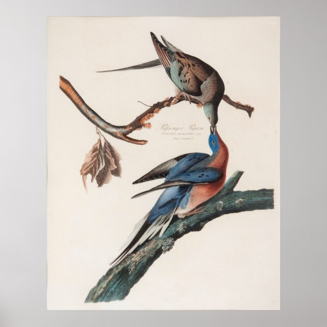 Passagier-Taube (1838) John J. Audubon Poster (Vorne)
