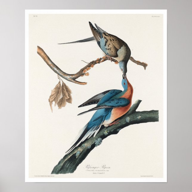 Passagiertaube von Audubon Poster (Vorne)