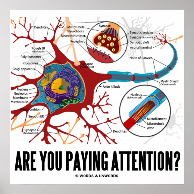 Passen Sie auf? (Neuron/Synapse) Poster (Vorne)