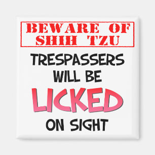 Passen Sie von Shih Tzu (den weißen) 2 Magnet