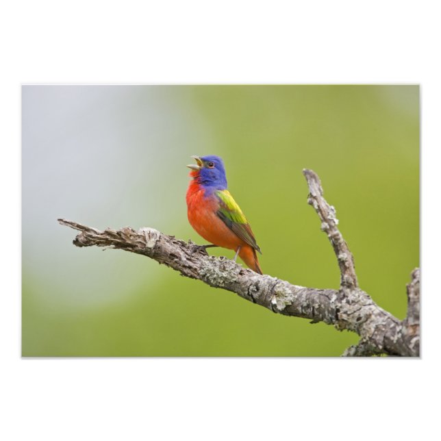 Passerina ciris), männlich gesungen fotodruck (Vorne)