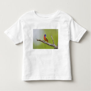 Passerina ciris), männlich gesungen kleinkind t-shirt