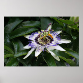 Passiflora 1 Poster
