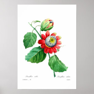 Passiflora alata poster