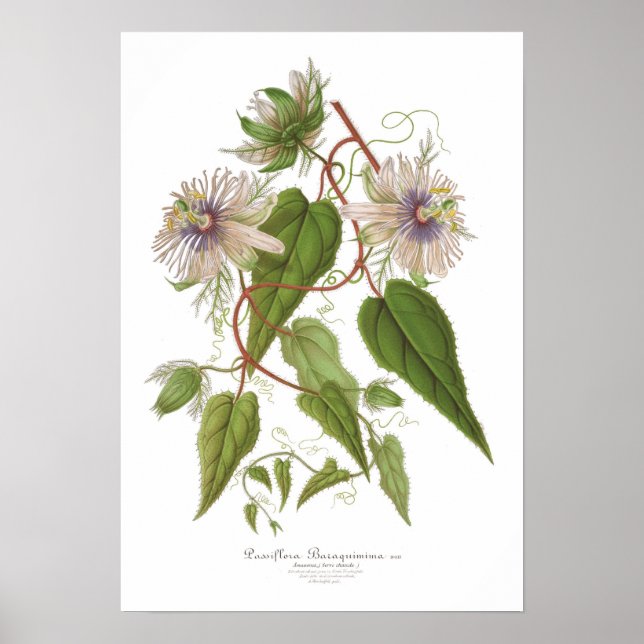 Passiflora baraquimima poster (Vorne)