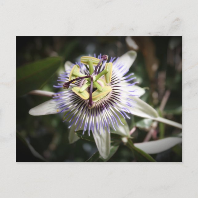 Passiflora, Blume, Mylifeisart Postkarte (Vorderseite)