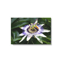 Passiflora - Blumenfotografie