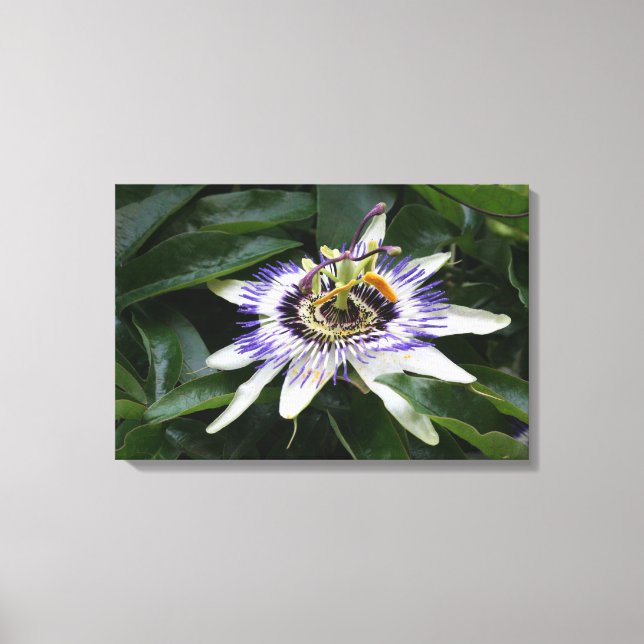 Passiflora - Blumenfotografie Leinwanddruck (Vorderseite)