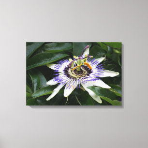 Passiflora - Blumenfotografie Leinwanddruck