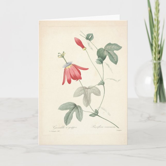 Passiflora by Redoute Botanical Sympathy Card Dankeskarte (Vorderseite)