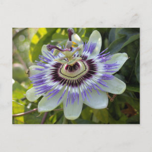 Passiflora edulis forma flavicarpa (Passion Blume Postkarte