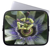 Passiflora Fleur de la Passion