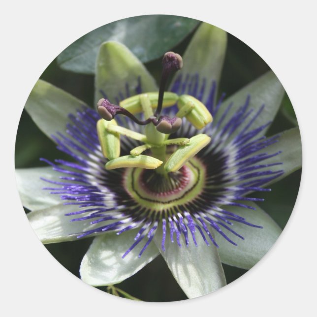 Passiflora Fleur de la Passion Round Sticker (Vorderseite)