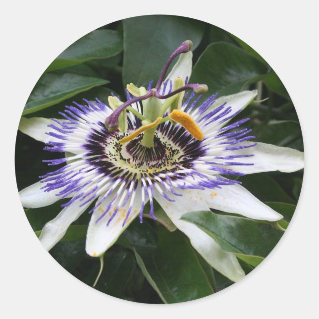 Passiflora Floral Fotosticker Rundsticker Runder Aufkleber (Vorderseite)