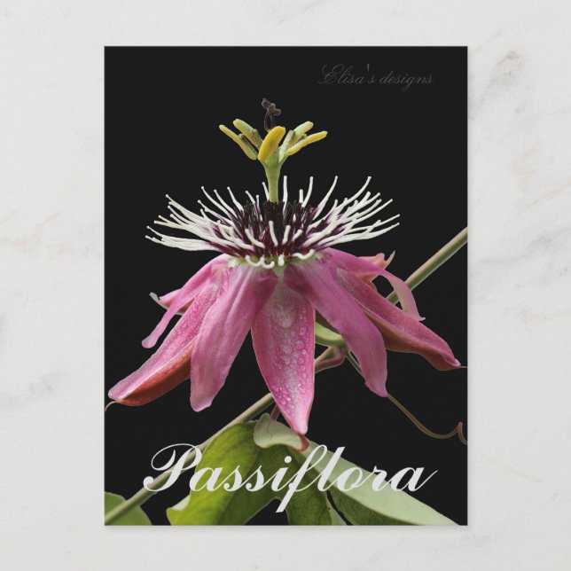 Passiflora Postkarte (Vorderseite)