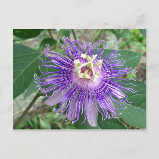 Passiflora Postkarte (Vorderseite)