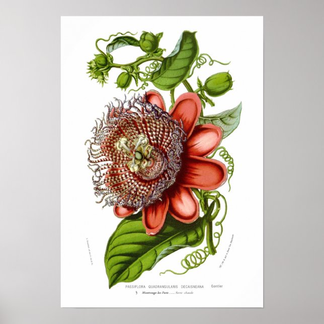 Passiflora quadrangularis decaisneana poster (Vorne)