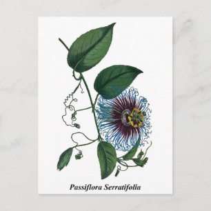 Passiflora Serratifolia Postkarte
