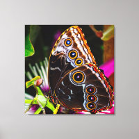 Passiflora VIOLACEA und Blauer Morpho-Schmetterlin