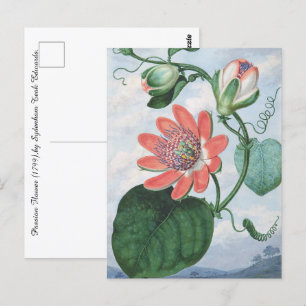 Passion Blume (1799), von Sydenham Teak Edwards. Postkarte