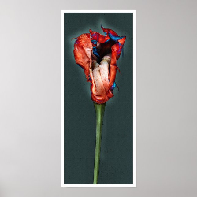 Passion-Blume #5 Poster (Vorne)