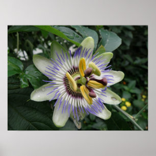 Passion Blume Makro Print Poster