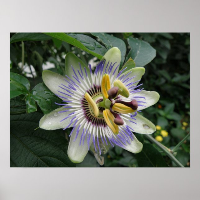 Passion Blume Makro Print Poster (Vorne)