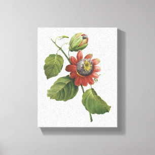 Passion Blume (Passiflora alata) von Redouté Leinwanddruck