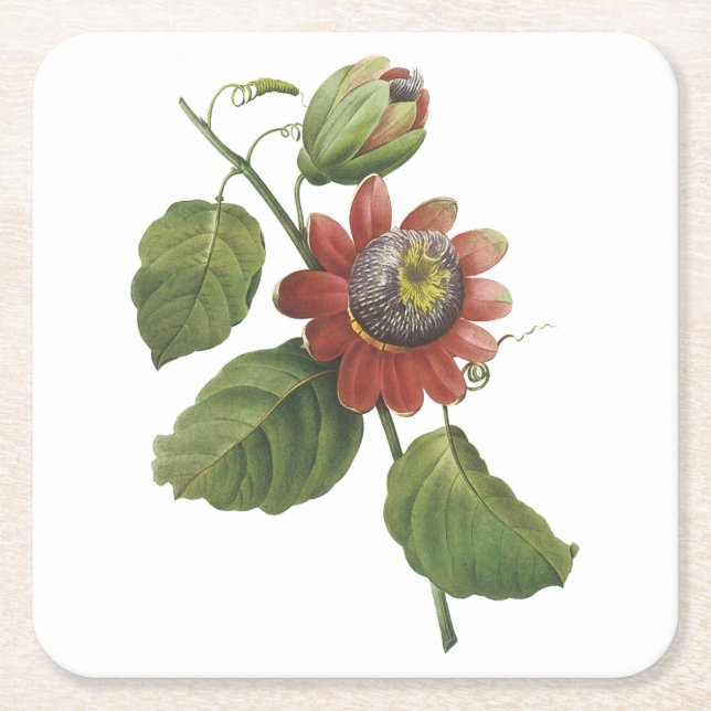 Passion Blume (Passiflora alata) von Redouté Rechteckiger Pappuntersetzer (Vorderseite)