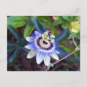 Passion Blume Postkarte
