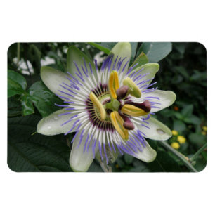 Passion Blume Premium Magnet