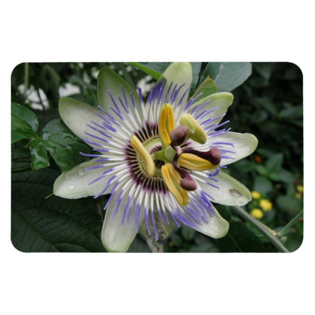Passion Blume Premium Magnet (Horizontal)