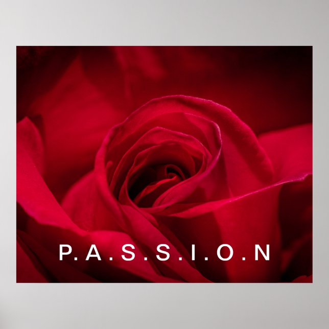 Passion Rote Rose Poster (Vorne)