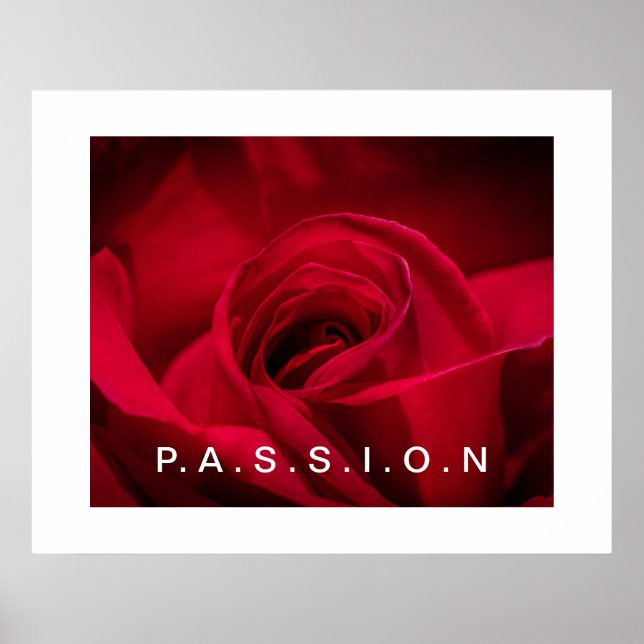 Passion Rote Rose Poster (Vorne)