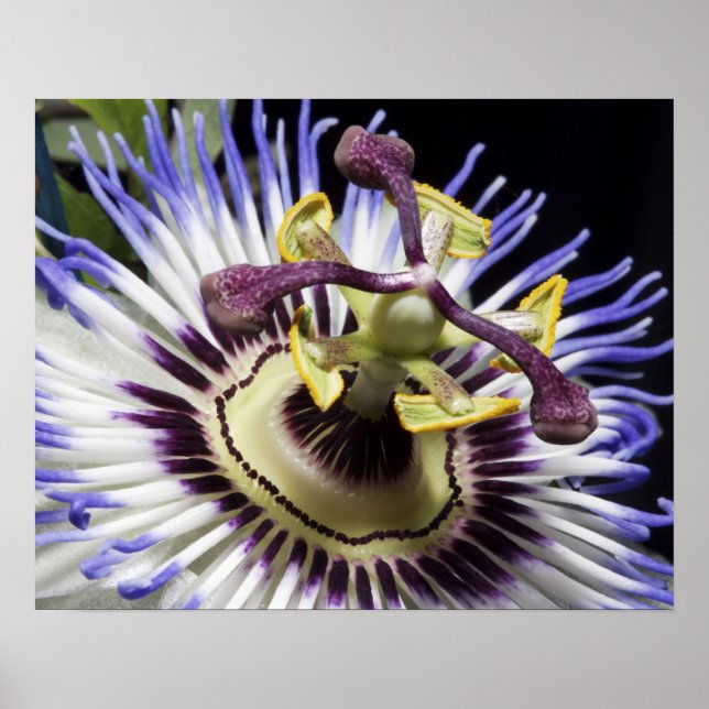 Passionflower nah-up (MR) Poster (Vorne)